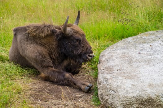 herd of margueride bison