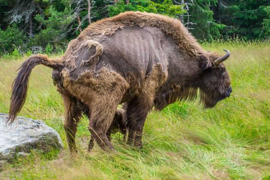 herd of margueride bison