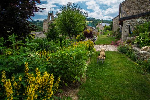 flower garden daisy in lozere