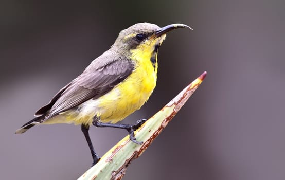 The purple sunbird is a small bird in the sunbird family found mainly in South and Southeast Asia but extending west into parts of the Arabian peninsula.