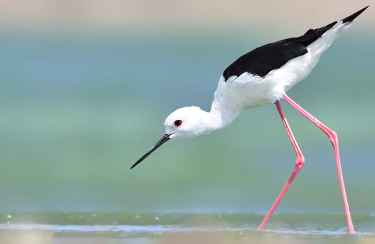 The Black-winged Stilt is a social species, and is usually found in small groups. Black-winged Stilts prefer freshwater and saltwater marshes, mudflats, and the shallow edges of lakes and rivers.