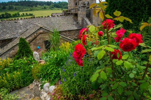 flower garden daisy in lozere