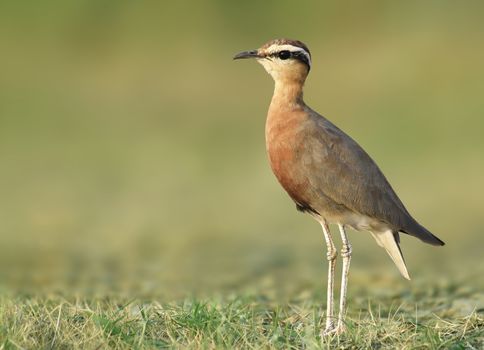 The Indian courser is a species of courser found in mainland South Asia, mainly in the plains bounded by the Ganges and Indus river system.