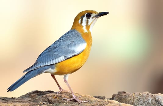 The orange-headed thrush is a bird in the thrush family. It is common in well-wooded areas of the Indian Subcontinent and Southeast Asia. Most populations are resident.