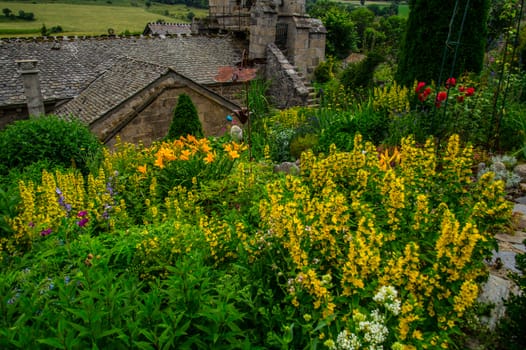 flower garden daisy in lozere