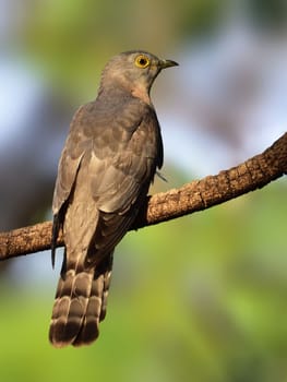 The common hawk-cuckoo, popularly known as the brainfever bird, is a medium-sized cuckoo resident in the Indian subcontinent.