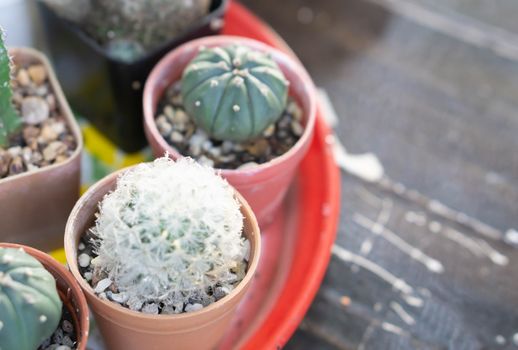 Closeup cactus plant in pot for docoration, selective focus