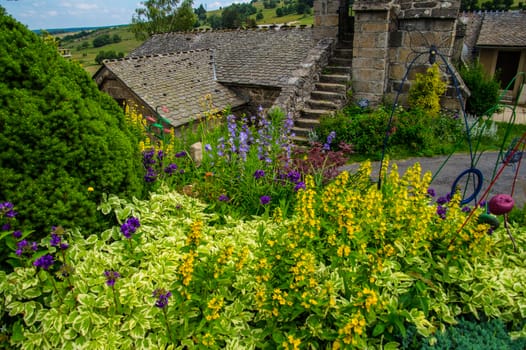 flower garden daisy in lozere