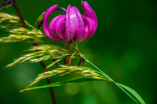 flowers of margueride