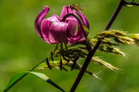 flowers of margueride