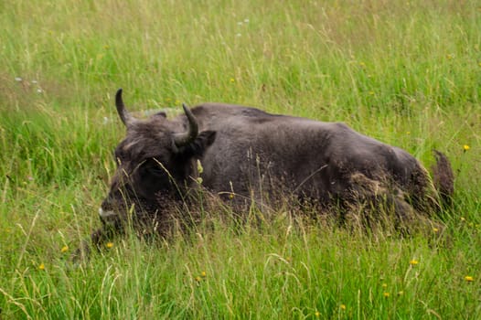 herd of margueride bison