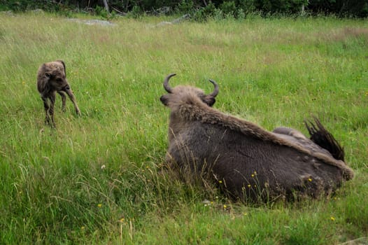 herd of margueride bison