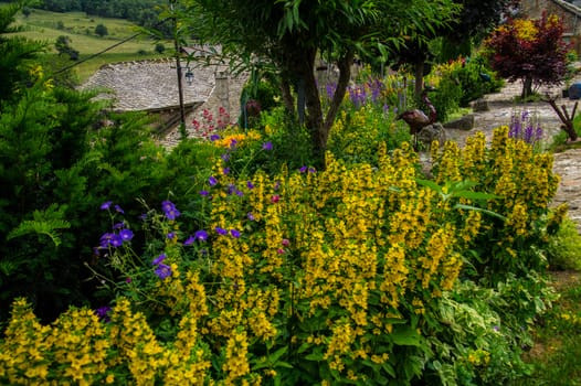 flower garden daisy in lozere