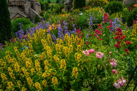 flower garden daisy in lozere