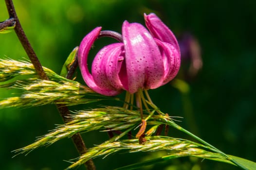flowers of margueride