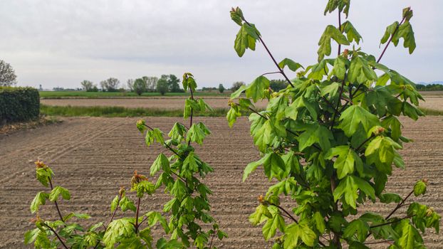 Foliage detail of a tree in a countryside landscape in spring time