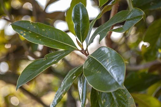 Magnolia leaves detail, image taken during spring season