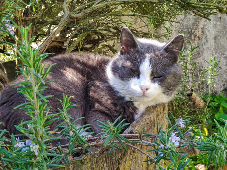 Cute grey Cat resting in garden in a spring sunny day