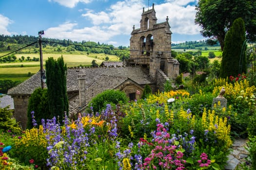 flower garden daisy in lozere