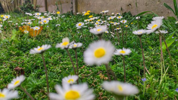 Many Daisies on the lawn in spring time, image teken with macro lens