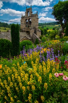 flower garden daisy in lozere