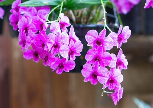 Closeup purple orchid flower in the garden, selective focus