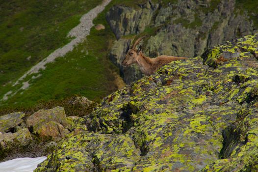 landscape of the Alps in France Haute Savoie