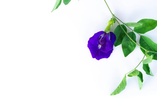 Butterfly pea flower with green branch on white background, herb and medical concept