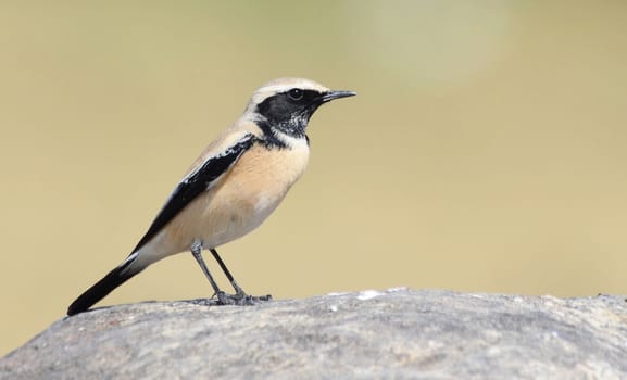 The desert wheatear is a wheatear, a small passerine bird that was formerly classed as a member of the thrush family Turdidae, but is now more generally considered to be an Old World flycatcher.