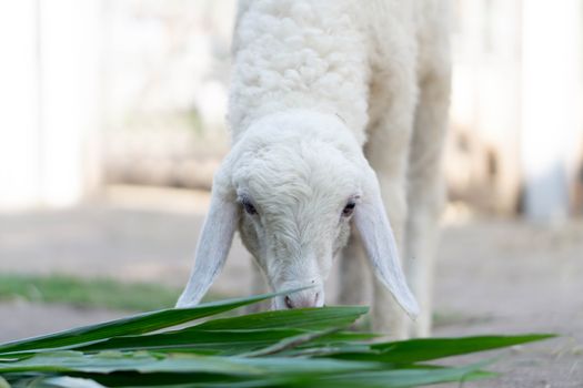 Closeup white lamb eating grass in farm, selective focus