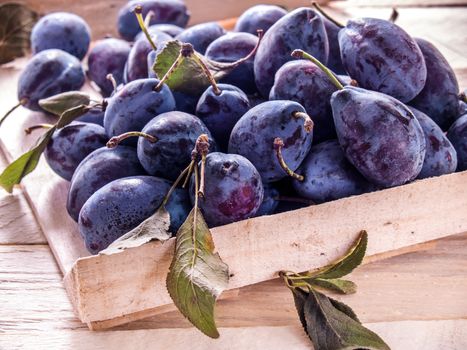Blue plum in a wooden box on a wooden background fresh juicy big new crop with green leaves diet food fruit useful