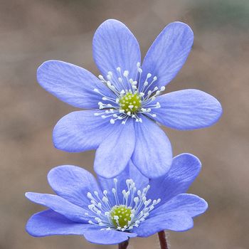 group of spontaneous flowers with lilac petals and white pistils from the geraniums family