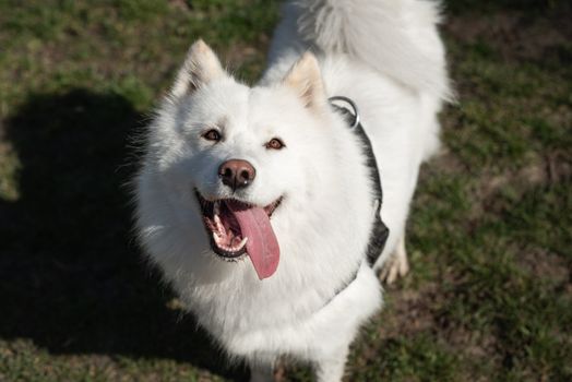 Samoyed looking up with mouth open and tongue to the side