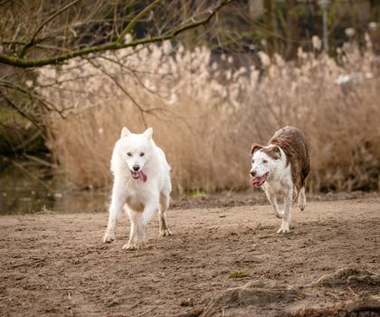 Cute, fluffy white Samoyed dog and her Border Collie friend