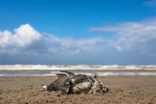 A dead seagull laying on a sandy beach