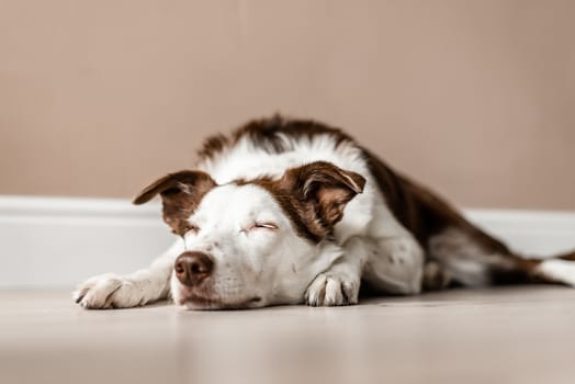 Cute brown and white Border Collie lays on the floor inside a house with her eyes closed. Lazy day, calm, sleeping dog