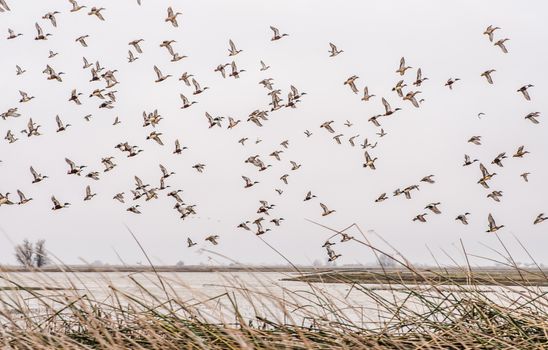 Large flock of northern shoveler ducks wintering in northern California