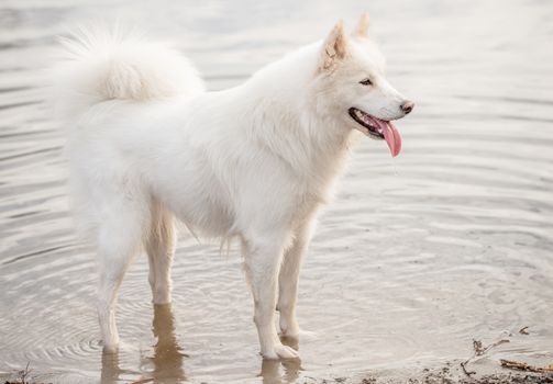 Cute, fluffy white Samoyed dog standing at the water's edge at a dog park