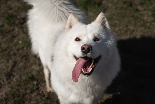 Samoyed looking up with mouth open and tongue to the side
