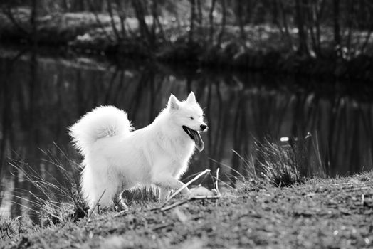 Cute, fluffy white Samoyed dog by a pond at a dog park
