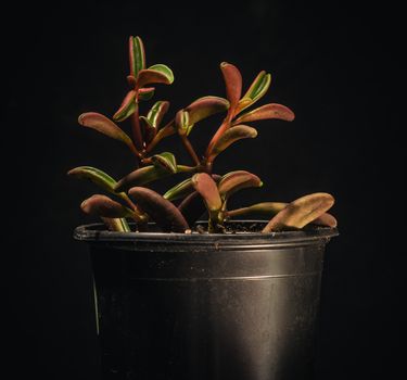 Peperomia graveolens is a beautiful succulent houseplant originally from Ecuador