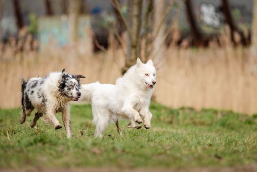 Cute, fluffy white Samoyed dog and a blue merle Border Collie run together