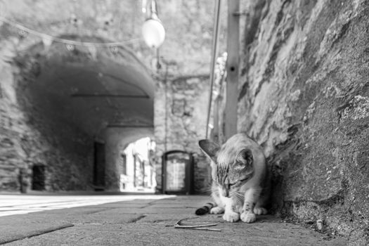 A cat observes a wooden twig on the ground in a street of a village, horizontal image in black and white