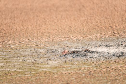 Turkey stuck in a sludge of human feces at a water treatment facility in California