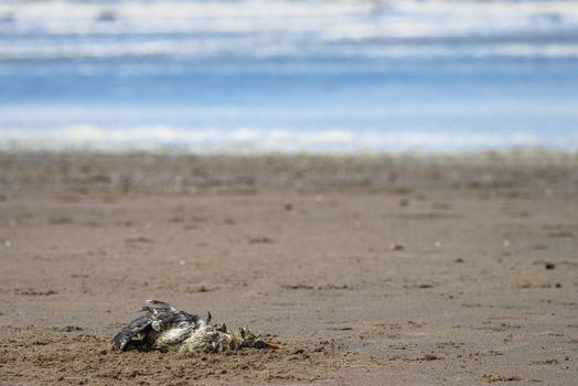 A dead seagull laying on a sandy beach