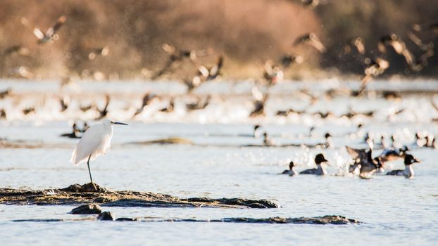 Snowy egret or heron (Egretta thula), Sacramento River, California