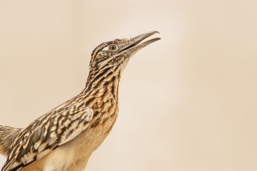 American greater roadrunner cuckoo bird in profile on plain background