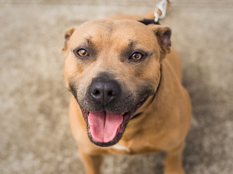 A beautiful brown and blue / grey Pit Bull shelter dog