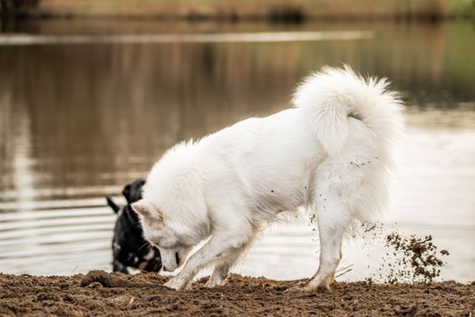Cute, fluffy white Samoyed dog digs a hole in the dirt