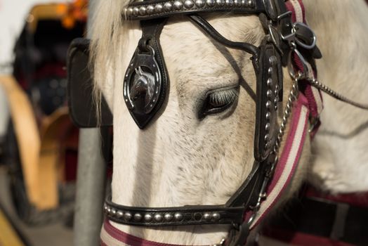 Close-up of a draft horse